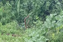 দুই সাপের লড়াই, অনেকেই বলেন যৌন মিলন, সত্যিই কি তাই? দুই সাপের লড়াই, অনেকেই বলেন যৌন মিলন, সত্যিই কি তাই?