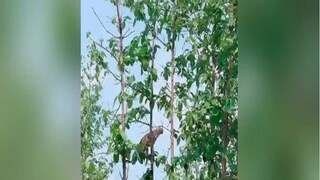 Viral Video Viral Video