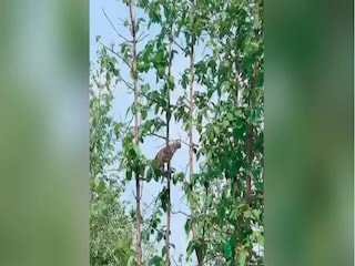Viral Video