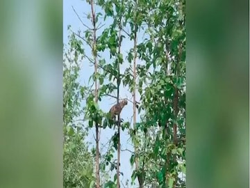 Viral Video