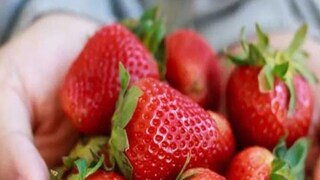 ফরাক্কায় শুরু হয়েছে স্ট্রবেরি চাষ, এই সংস্থার সহায়তায় ঘুরে দাঁড়াচ্ছেন চাষিরা ফরাক্কায় শুরু হয়েছে স্ট্রবেরি চাষ, এই সংস্থার সহায়তায় ঘুরে দাঁড়াচ্ছেন চাষিরা