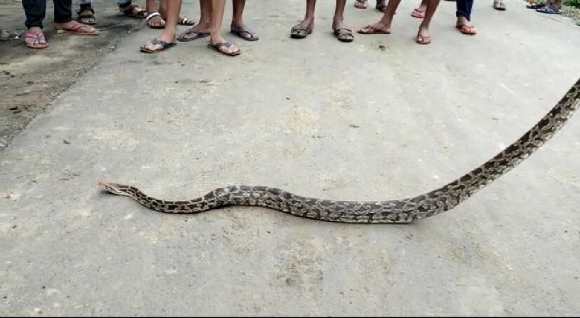 অবশেষে বন দফতরের উদ্যোগে ঝাড়গ্রামের চিড়িয়াখানার নতুন অতিথি হল ওই বিশাল আকারের অজগর সাপটি। তবে কোথা থেকে ওই অজগর সাপটি কুঠি ঘাট এলাকায় এসেছে তা নিয়ে এলাকাজুড়ে ব্যাপক চাঞ্চল্য ছড়িয়ে পড়ে। প্রতিবেদন ও ছবি : রাজু সিং