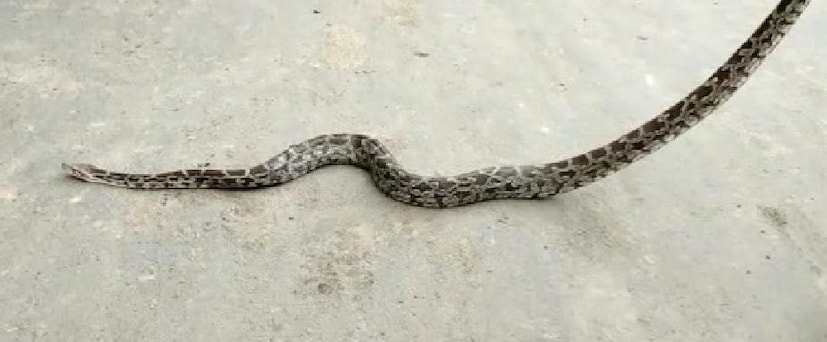 জানা গিয়েছে প্রায় সাত ফুট লম্বা অজগর সাপটি বাগানের ধারে ঘিরে রাখা জালে আটকে যায়। দীপক নায়েকের পরিবারের সদস্যরা অজগরটিকে দেখতে পায়। তারাই বিষয়টি এলাকার বাসিন্দাদের জানায়। সেইসঙ্গে খবর দেওয়া হয় স্থানীয় বনদফতরকে। প্রতিবেদন ও ছবি : রাজু সিং