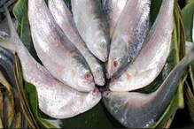 গলায় গলায় মিলে বর্ষা, বাঙালি আর ইলিশ প্রেম, মাছের রানির এই তথ্যগুলোয় মজা পাবেন গলায় গলায় মিলে বর্ষা, বাঙালি আর ইলিশ প্রেম, মাছের রানির এই তথ্যগুলোয় মজা পাবেন