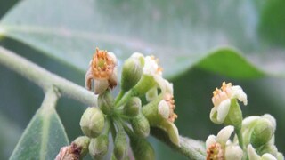  Health Tips: agaru agarwood uses benefits 