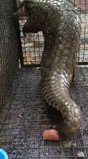 নৌকাঘাট দিয়ে যাত্রীবাহী গাড়িটি যেতে দেখে দাঁড় করানো হয়। গাড়িতে তল্লাশি চালাতেই প্যাঙ্গোলিনটি উদ্ধার হয়। অবৈধভাবে ওই বন্যপ্রাণী পাচারে যুক্ত থাকার অভিযোগে গাড়িতে থাকা দুই আরোহীকে গ্রেফতার করা হয়। উদ্ধার হওয়া প্যাঙ্গোলিনের ওজন ৮ কেজি ৭০০ গ্রাম। (লেখা ও ছবি: গীতশ্রী মুখার্জি)