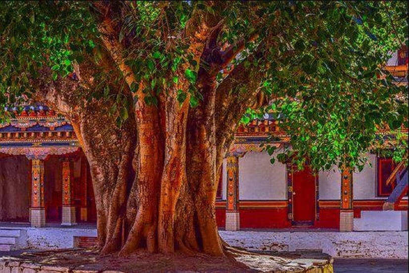 পিপল গাছে কালো তিল দিয়ে পুজো দিন যদি আপনার বাড়িতে ঝগড়া-বিবাদ হয় বাড়ির শান্তির পরিবেশ যদি একেবারে নয়ছয় হয়ে যায়, তাহলে পরিস্থিতি থেকে মুক্তি পেতে দুধে কিছু কালো তিল মিশিয়ে পিপল গাছের মূলে নিবেদন করুন। এই সময়, ওঁ নমো ভগবতে বাসুদেবায় নমঃ মন্ত্রটি পাঠ করতে হবে। বিষ্ণুদেবের আরাধনা এভাবে করলে পুনরায় গৃহশান্তি প্রতিষ্ঠিত হবে৷ Photo-Representative 