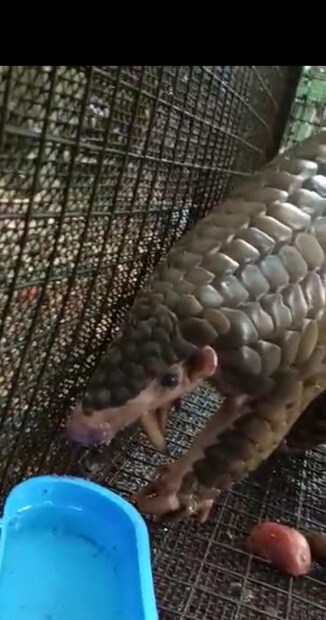 নেপালে পাচারের আগে প্যাঙ্গোলিনটি (Pangolin) উদ্ধার করল আজ বৈকুন্ঠপুর বন বিভাগের বেলাকোবা রেঞ্জ অফিসের বনকর্মীরা। (লেখা ও ছবি: গীতশ্রী মুখার্জি)