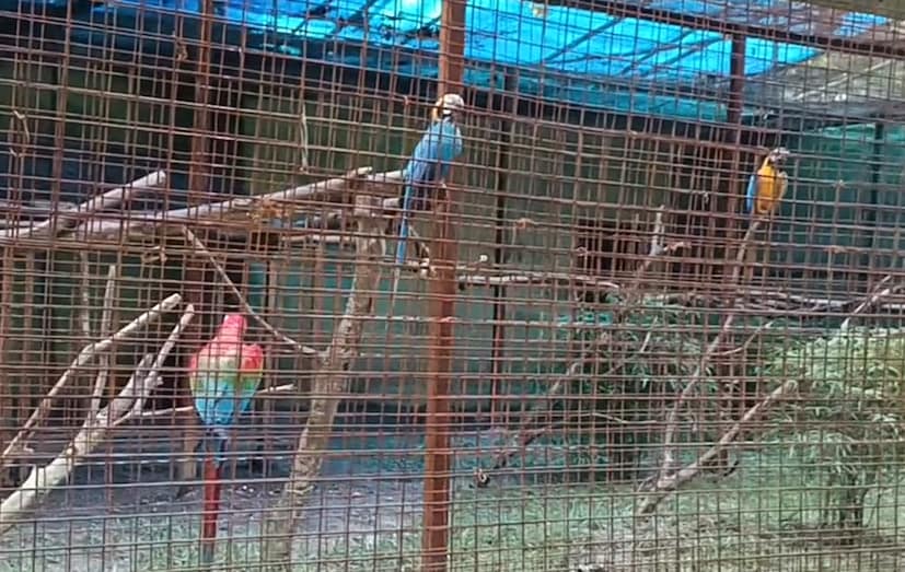 এখানে মূলত লাল নীল হলুদ এবং সবুজ এই চারটি রঙের ম্যাকাও পাখির দেখতে পাওয়া যায়। এছাড়াও রয়েছে সিলভার ফেজ্যান্টা (Silver Pheasant)। মূলত চীন দেশের দক্ষিণাংশ থেকে শুরু করে পশ্চিমের রেড রিভার পর্যন্ত বিস্তীর্ণ এলাকা জুড়ে যে ঘন ঝোপঝার যুক্ত উচু জঙ্গল রয়েছে সেখানে এদের লক্ষ্য করে যায়।  চিড়িয়াখানাটির ভেতরের কিছুটা অংশে রয়েছে আরও কিছু পাখি। এখানে সমস্ত পাখিগুলো রয়েছে সেগুলি হল। ময়ূর (Peacoc), লাল বনমুরগি , সোনালি মথুরা বা চিনা মথুরা (Golden Pheasant)। ( লেখা ও ছবি: সার্থক পন্ডিত )