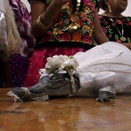 কনের বেশে সেজে কুমীর! মেক্সিকোর মেয়র বিয়ে করলেন সরীসৃপকে! কারণটা কী?