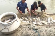 মাছে চরম ক্ষতিকারক ২০ অ্যান্টিবায়োটিক ব্যবহার, আতঙ্কে নিষেধাজ্ঞা জারি রাজ্যের মাছে চরম ক্ষতিকারক ২০ অ্যান্টিবায়োটিক ব্যবহার, আতঙ্কে নিষেধাজ্ঞা জারি রাজ্যের