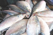 Tons of Hilsa: দারুণ সুখবর! সস্তা হতে চলেছে ইলিশের দাম, দিঘায় একসঙ্গে উঠল দশ টন Tons of Hilsa: দারুণ সুখবর! সস্তা হতে চলেছে ইলিশের দাম, দিঘায় একসঙ্গে উঠল দশ টন