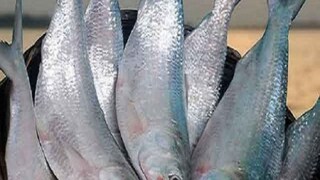 ইলিশ-সুখ শুরু এই মরশুমে! 