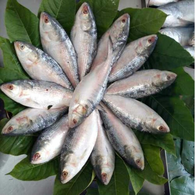 এবার এবার প্রায় ৩ কেজি ওজনের ইলিশ ধরা পড়ল সোনাগাজী উপজেলার বড় ফেনী নদীতে। জানা গিয়েছে, মৎস্যজীবীদের জালে উঠেছিল মোট ৩৫টি রুপোলি শস্য। আর এই ৩৫টি ইলিশ মাছের মধ্যে মোট ৫টি ৩ কেজির ইলিশ। বাকিগুলির ওজনও নেহাত কম নয়! প্রায় ২ কেজি করে।