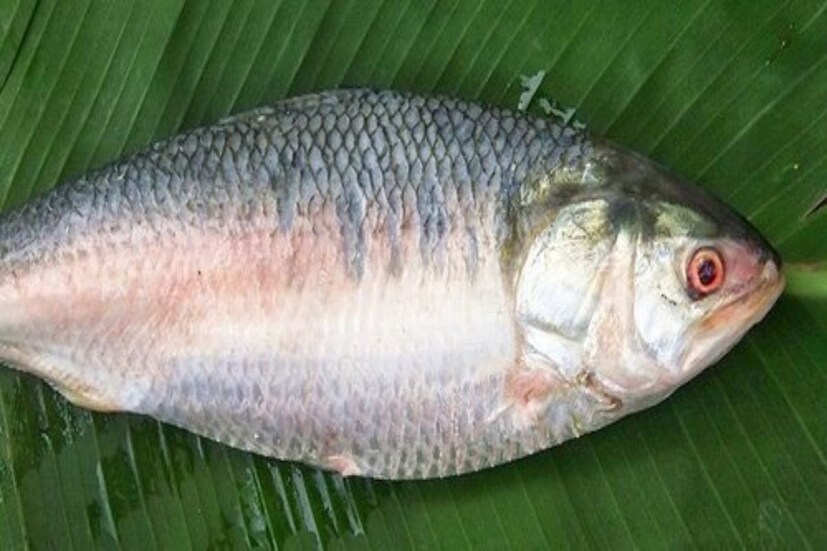 একে মিলছে না। আর মিললেও তার সাইজ, স্বাদ গন্ধে মন ভরে না। কারণ যে ইলিশ সাধ্যের মধ্যে থাকছে, তার স্বাদ গন্ধ কোনটাই সুলভ নয়। ফলে পকেট খালি হলেও প্রাণ খুশ হয় না এই ইলিশে। প্রতীকী ছবি। 