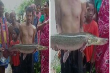 মাছের মুখ পাখির মতো, রয়েছে এক-জোড়া ঠোঁট-ও, কলকাতার খালে অদ্ভুত মাছ দেখতে ভিড় মাছের মুখ পাখির মতো, রয়েছে এক-জোড়া ঠোঁট-ও, কলকাতার খালে অদ্ভুত মাছ দেখতে ভিড়