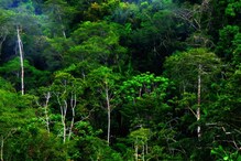 Deforestation In Brazilian Amazon: প্রতি সেকেন্ডে ১৮টি করে গাছ উধাও! বিশ্বের সবচেয়ে বড় জঙ্গল সাবাড় হচ্ছে নিঃশব্দে Deforestation In Brazilian Amazon: প্রতি সেকেন্ডে ১৮টি করে গাছ উধাও! বিশ্বের সবচেয়ে বড় জঙ্গল সাবাড় হচ্ছে নিঃশব্দে
