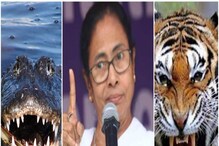 দিঘায় কুমির, সুন্দরবনে রয়্যাল বেঙ্গল আর উত্তরবঙ্গ পেরোতে গেলে.. হুঁশিয়ারি মমতার! দিঘায় কুমির, সুন্দরবনে রয়্যাল বেঙ্গল আর উত্তরবঙ্গ পেরোতে গেলে.. হুঁশিয়ারি মমতার!