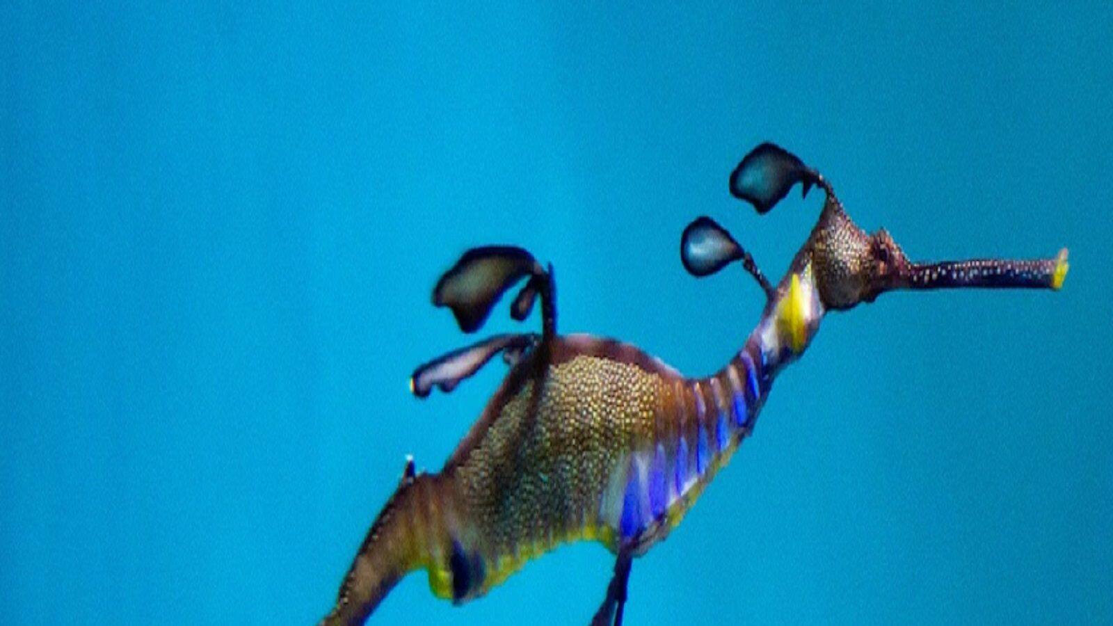 পাতার মতো শরীর, নেই স্নায়ুতন্ত্র, দাঁত! এই আশ্চর্য প্রাণী তোলপাড় ফেলেছে বিশ্বে