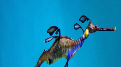 এই সেই প্রাণী এই সেই প্রাণী