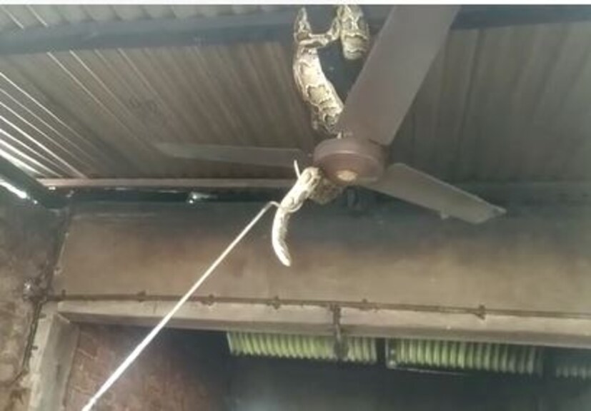 প্রচণ্ড গরমে হাসফাঁস অবস্থা হয়েছিল। তাই ভেবেছিলেন সিলিং ফ্যান চালিয়ে একটু জিরিয়ে বসে খাবার খাবেন। তাই ফ্যান চালাতে গিয়ে ফ্যানের দিকে চোখ যেতেই আঁতকে উঠলেন সকলেই। 