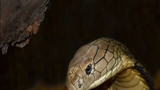 The young woman died after being treated late for snake bite- Photo- Representative 