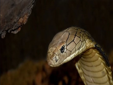 The young woman died after being treated late for snake bite- Photo- Representative 