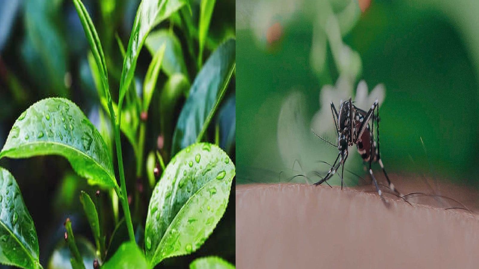 Green Tea Work As A Mosquito Repellent know the truth here বর্ষায় মশার