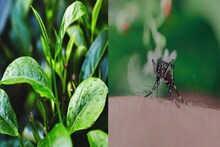 বর্ষায় মশার জ্বালায় অতিষ্ঠ? হাতে তুলে নিন চা আর ম্যাজিক দেখুন মুহূর্তে