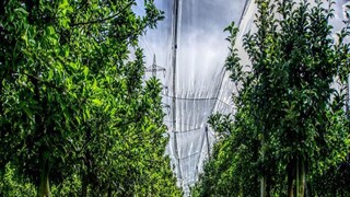 segun gach know how to start teak farming as new buisness opportunity