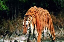 বিশ্ব বাঘ দিবসে সুখবর, সুন্দরবনে অনেকটাই বেড়েছে বাঘের সংখ্যা বিশ্ব বাঘ দিবসে সুখবর, সুন্দরবনে অনেকটাই বেড়েছে বাঘের সংখ্যা