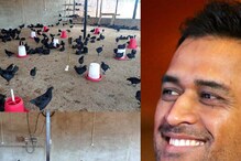 Ms Dhoni Farm House: ধোনির ফার্ম-এর কড়কনাথ বিক্রির জন্য প্রস্তুত, ব্যবসায় নেমেও সফল ক্যাপ্টেন কুল Ms Dhoni Farm House: ধোনির ফার্ম-এর কড়কনাথ বিক্রির জন্য প্রস্তুত, ব্যবসায় নেমেও সফল ক্যাপ্টেন কুল