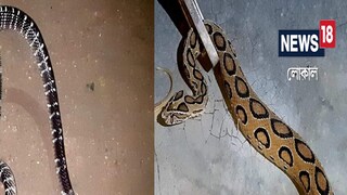 Nadia News: Ways to avoid the infestation of poisonous snakes Nadia News: Ways to avoid the infestation of poisonous snakes