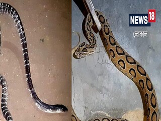 Nadia News: Ways to avoid the infestation of poisonous snakes