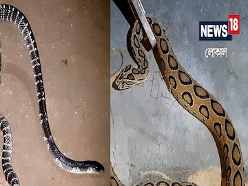 Nadia News: Ways to avoid the infestation of poisonous snakes
