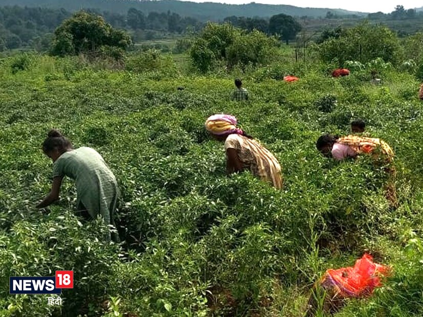 ছত্তিশগড়ের বলরামপুর জেলার স্বনির্ভর গোষ্ঠীর মহিলারা লঙ্কা চাষ করছেন। জেলার টিকনি গৌথানের নিরালা ও গুলাব মহিলা স্বনির্ভর গোষ্ঠীর সদস্যরা গোথানের প্রায় দেড় একর জমিতে চাষ করছেন লঙ্কা। চাষ শুরু করার আগে ভাল ফলনের জন্য প্রয়োজনীয় তথ্য দেওয়া হয়েছিল তাদের৷