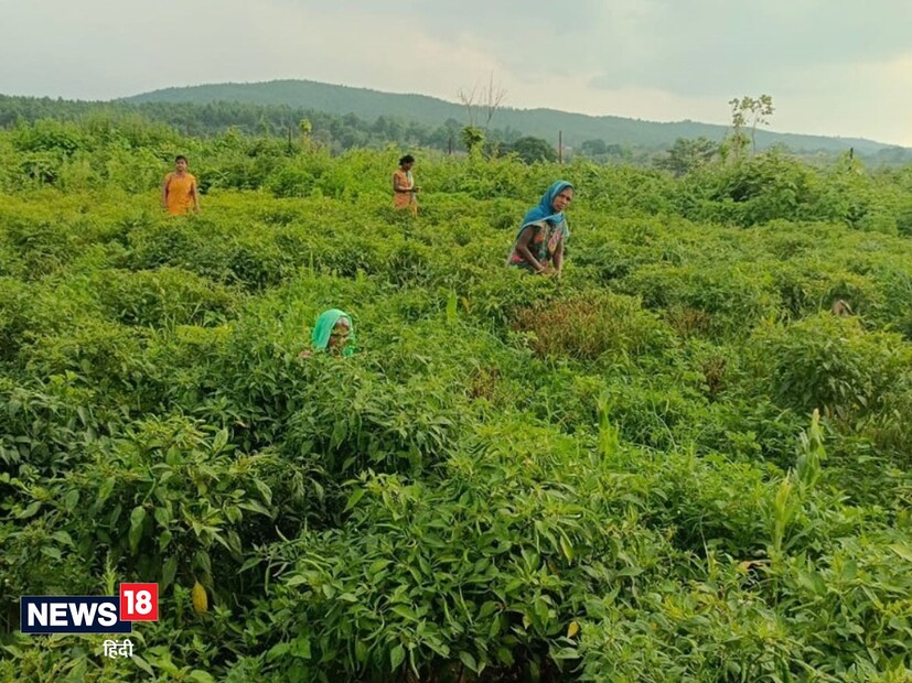 ছত্তিশগড় সরকারের পক্ষ থেকে দাবি করা হয়েছে যে আধিকারিকদের দেওয়া পরামর্শ অনুসরণ করে এবং ভাল যত্ন নেওয়ার পরে ভাল ফসল পাওয়া গিয়েছে। বাজারে বিক্রি করে গুলাব স্বনির্ভর গোষ্ঠী ৯২ হাজার ৯৮০ টাকা এবং নিরালা স্বনির্ভর গোষ্ঠী ৮৬হাজার ৮৩০ টাকা লাভ পেয়েছে।