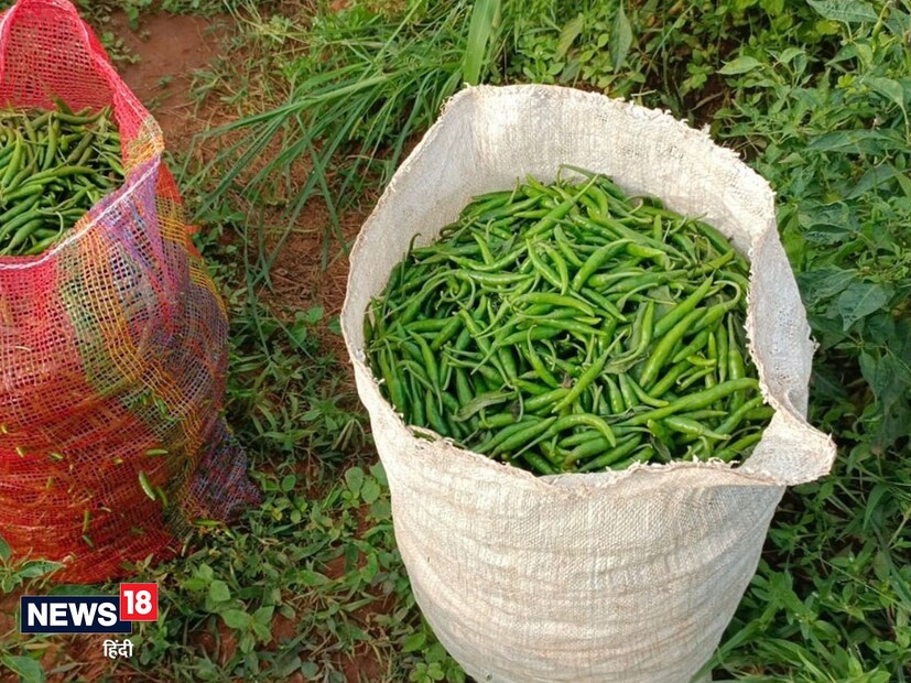 গ্রুপের সদস্যরা জানান, অম্বিকাপুরের পাইকারি বিক্রেতারা প্রতিনিয়ত বাড়িতে পৌঁছে তাদের কাছ থেকে লঙ্কা কেনেন, যার কারণে তারা বাড়িতে বসেই ন্যায্য দাম পাচ্ছেন। এই গোষ্ঠির সদস্যরা জানান, আমরা এখন পরিবর্তনশীল তথ্য প্রযুক্তি সম্পর্কে সচেতন হচ্ছি।