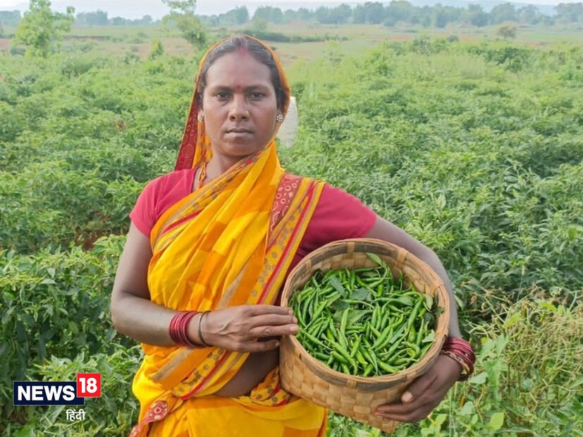 এই ফলনে যুক্ত মহিলারা জানান, এ পর্যন্ত তারা ৪ বার লঙ্কা চাষ হয়েছে। আগামী সময়ে লঙ্কা তোলার কাজ ৪ থেকে ৫ বার করা যাবে। আবহাওয়া অনুকূলে থাকলে এবং বাজারে লঙ্কা জোগান কম হলে বেশি আয় পাওয়া যাবে বলে জানান তারা।