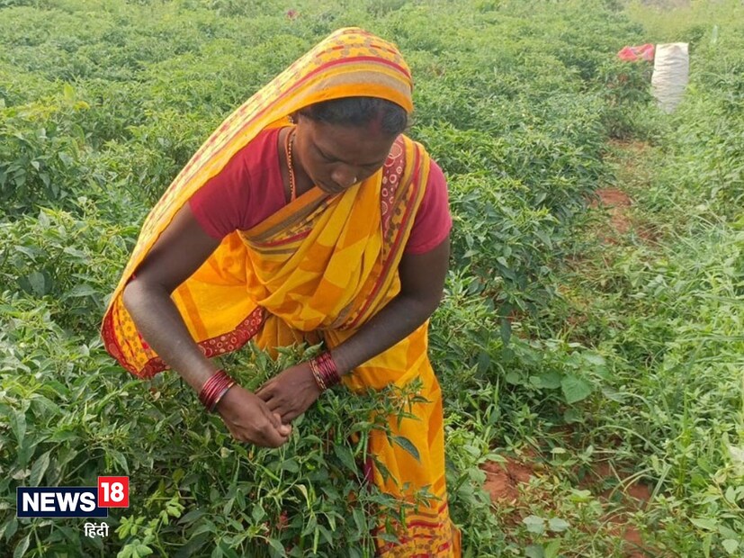 ছত্তিশগড় সরকারের কাছ থেকে প্রাপ্ত তথ্য অনুযায়ী, বিশেষ এক জাতের লঙ্কা রোপণের পরামর্শ দেন। ঋণ নিয়ে এই চাষ করা হয়েছিল, যার মধ্যে গুলাব মহিলা স্বনির্ভর গোষ্ঠী ১২ হাজার ৮৪০ টাকা এবং নিরালা স্ব-সহায়ক গোষ্ঠী ৭ হাজার ৫৩০ টাকা ব্যয়ে করে।