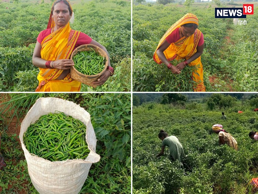 তারা আরও জানান, আমরা বাজারে দাম সম্পর্কে জানতে পারি। যার মুনাফা আমরা পাই বাড়ি থেকে উৎপাদিত ফসল ন্যায্যমূল্যে বিক্রি করে। আগামী শীতে উদ্যানতত্ত্ব বিভাগের সহায়তায় মটর, বাঁধাকপি, আলু ইত্যাদি সবজি চাষ করব।