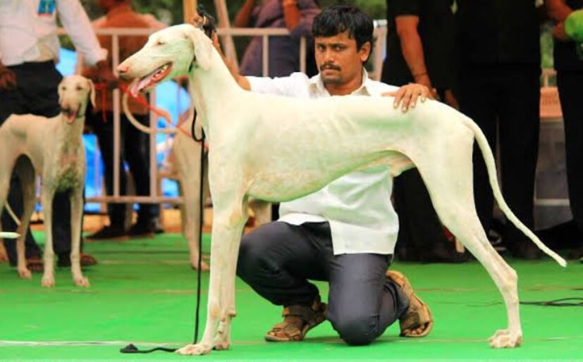 মহারাষ্ট্র ও কর্ণাটকের বিস্তৃত অঞ্চলে এমন একটি লোককথাও প্রচলিত আছে যে এই কুকুরগুলি শিবাজীর বড় ছেলে সম্ভাজির জীবন রক্ষা করেছিল। তাই তাদের প্রতি শিবাজীর অনুরাগ বেড়ে যায়। তিনি তাঁর বাহিনীতে এই জাতের কুকুরদের ব্যবহার করেছিলেন।