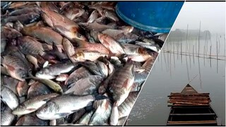 চালতিয়া বিলে ভেসে উঠছে মাছ