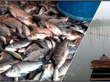 চালতিয়া বিলে ভেসে উঠছে মাছ