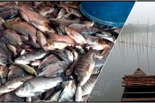 চালতিয়া বিলে একি কাণ্ড! শয়ে শয়ে মাছ মরে ভাসছে জলে হায় হায় করছেন ৮০ জন মৎস্যজীবী! চালতিয়া বিলে একি কাণ্ড! শয়ে শয়ে মাছ মরে ভাসছে জলে হায় হায় করছেন ৮০ জন মৎস্যজীবী!