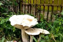Large Mushroom: বৃষ্টি না থাকলেও দেখা মিলল বিশাল আকৃতির ব্যাঙের ছাতা! Large Mushroom: বৃষ্টি না থাকলেও দেখা মিলল বিশাল আকৃতির ব্যাঙের ছাতা!