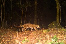 বক্সা ব্যাঘ্র প্রকল্পের গভীর জঙ্গলে দেখা মিলল ক্লাউডেড লেপার্ডের