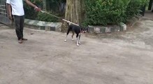মালিকের খোঁজে হাপাতালে কুকুর! দেখা না পেয়ে, অবাক কাণ্ড ঘটালো সারমেয়! মালিকের খোঁজে হাপাতালে কুকুর! দেখা না পেয়ে, অবাক কাণ্ড ঘটালো সারমেয়!