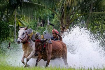 গরু