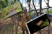 হাতিতে রক্ষে নেই, সঙ্গে নেকড়ে দোসর! দুই আতঙ্ক বাঁকুড়ার জঙ্গলে